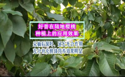 好普在櫻桃采摘后的作用：保葉 延長(zhǎng)光合作用 增加樹(shù)體養(yǎng)分積累效果明顯 大連市七頂山(2021.10)