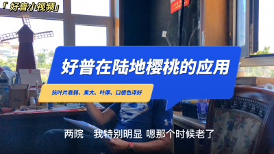 抗葉片衰弱、口感豐富、保葉：大連革鎮(zhèn)堡露地櫻桃（2022.6.26）