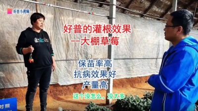 保苗率高、抗病效果好、產量高:莊河市光明山鎮小營子村 大棚草莓（2022.1.4）